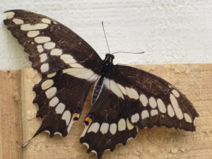 I'm ready to fly further!