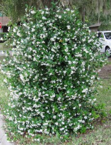 Jasmine flowers