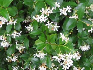 Jasmine flowers