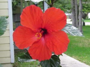 Red hibiscus IMG_0583A