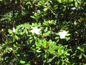 Magnolia Tree IMG_0644A