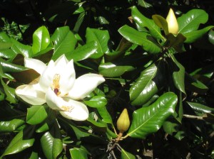 Magnolia flowers IMG_0647A